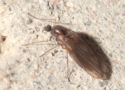 Thaumalea sp.